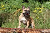 BOULEDOGUE FRANCAIS 007